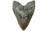 Serrated, Fossil Megalodon Tooth - North Carolina #311702-1